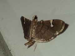 Chalcidoptera appensalis