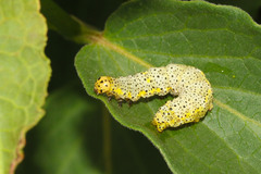 Abrostola asclepiadis