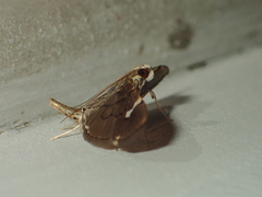 Chalcidoptera appensalis