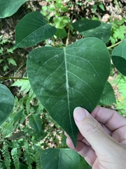 Homalanthus populifolius
