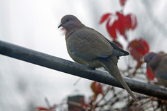 Streptopelia senegalensis