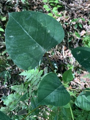 Homalanthus populifolius