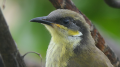Gavicalis versicolor