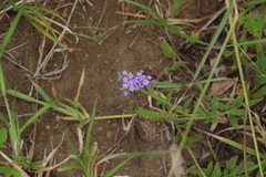 Heliotropium amplexicaule