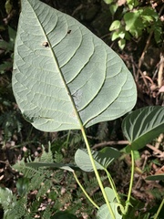 Homalanthus populifolius