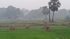 Boselaphus tragocamelus