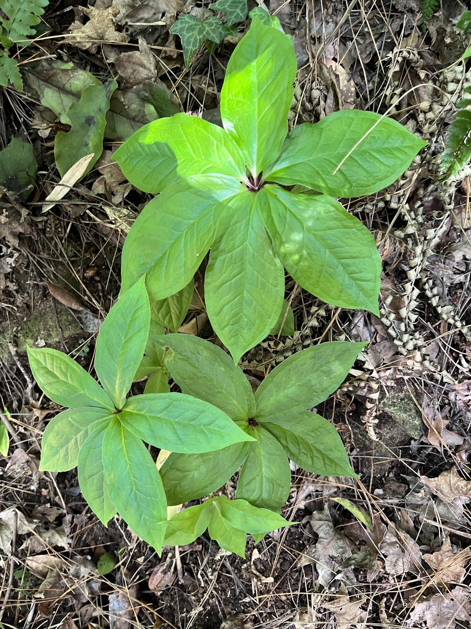 Paris polyphylla Sm.