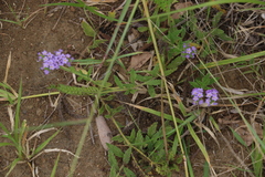 Heliotropium amplexicaule