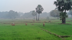 Boselaphus tragocamelus