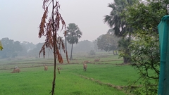Boselaphus tragocamelus
