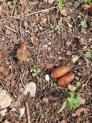 Quercus coccifera