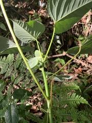 Homalanthus populifolius