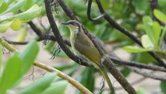 Gavicalis versicolor