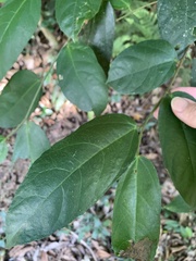 Ficus coronata