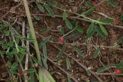 Indigofera linifolia