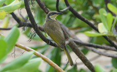 Gavicalis versicolor