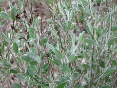 Anthyllis cytisoides