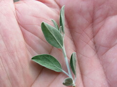 Anthyllis cytisoides