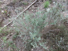 Anthyllis cytisoides