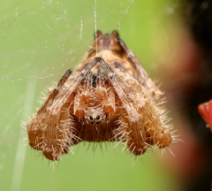 Cyrtophora citricola
