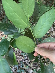 Ficus coronata