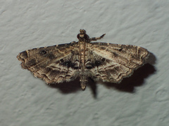 Sufetula