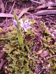 Scilla monophyllos