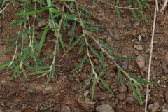 Indigofera linifolia