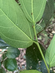 Ficus coronata