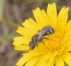 Lasioglossum leucozonium