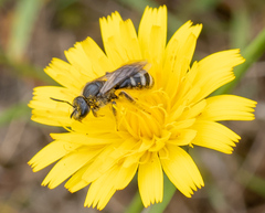 Lasioglossum leucozonium