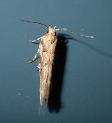 Cosmopterigidae