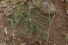 Indigofera linifolia