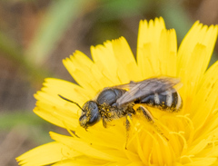 Lasioglossum leucozonium
