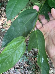 Ficus coronata