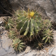 Ferocactus echidne