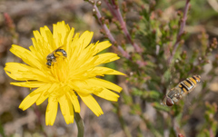 Lasioglossum leucozonium