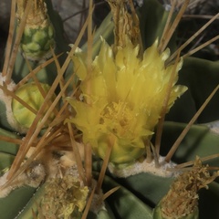 Ferocactus echidne