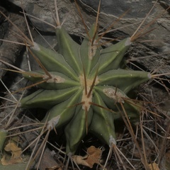 Ferocactus echidne