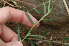 Indigofera linifolia