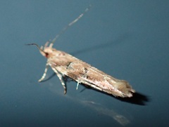 Cosmopterigidae