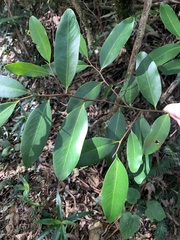 Diospyros australis
