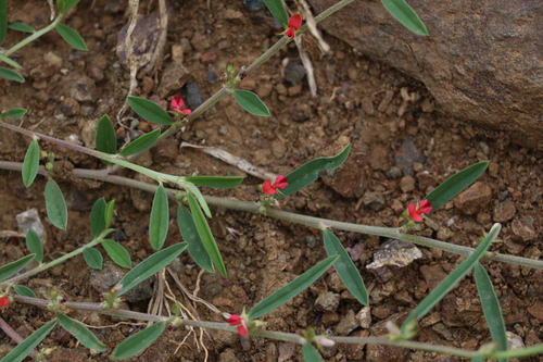 Image of Indigofera linifolia by (c) Greg Tasney, some rights reserved (CC BY-SA)
