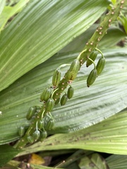 Calanthe