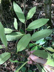 Diospyros australis