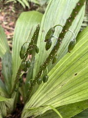 Calanthe