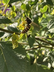 Vespula vulgaris