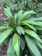 Calanthe