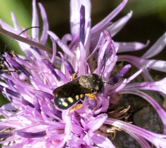 Pseudoanthidium nanum