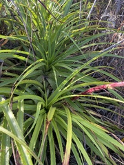 Bromeliaceae